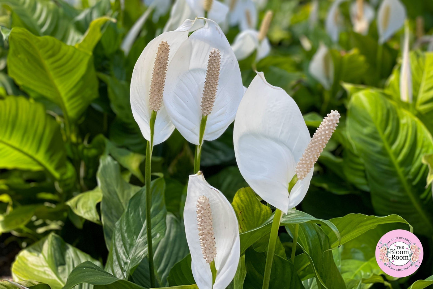 Crinul păcii (Spathiphyllum): îngrijire, beneficii și în dormitor