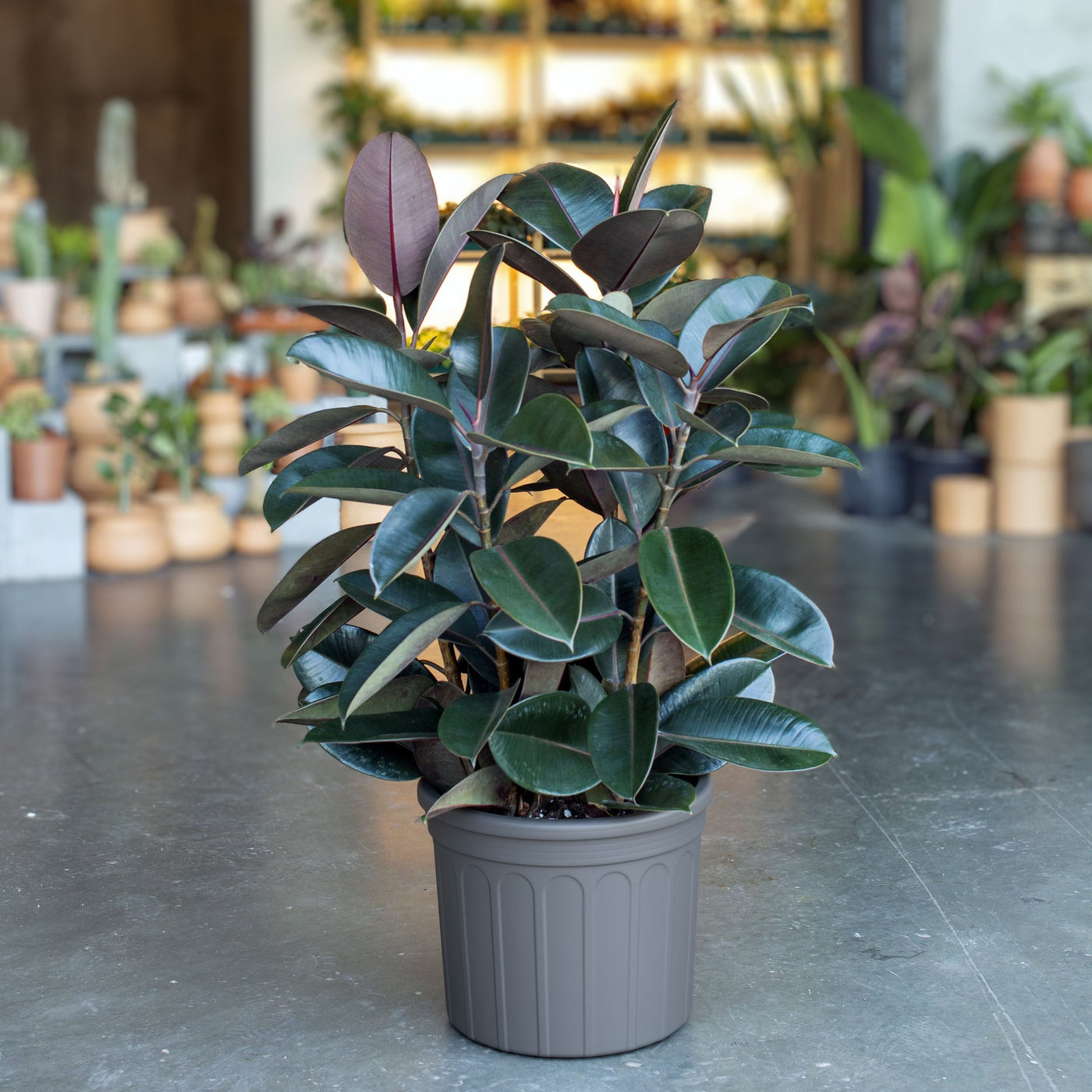 Ficus: types, care, and why the leaves fall