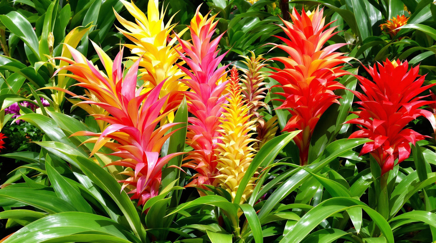 Bromeliads: types, watering in the cup, and care