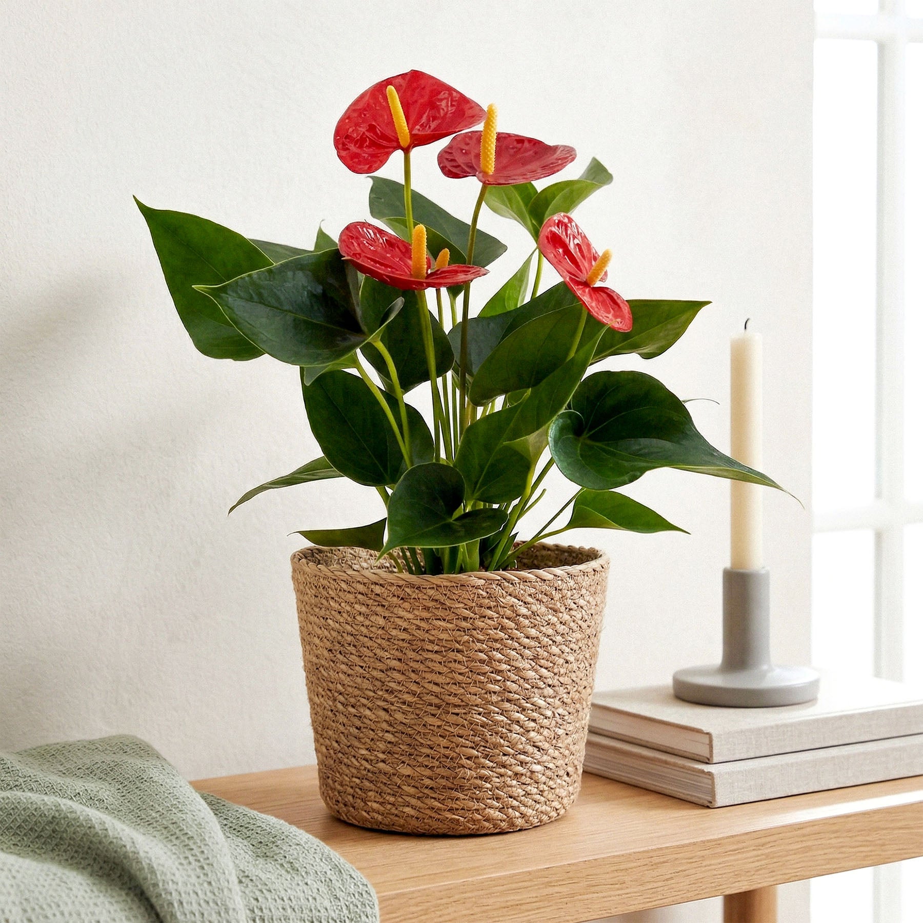 Anthurium roșu o plantă de interior elegantă pentru casă și birou