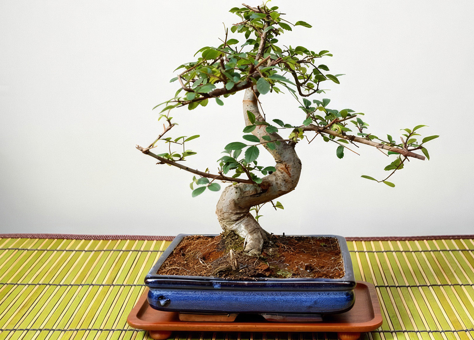 Bonsai Bucuresti