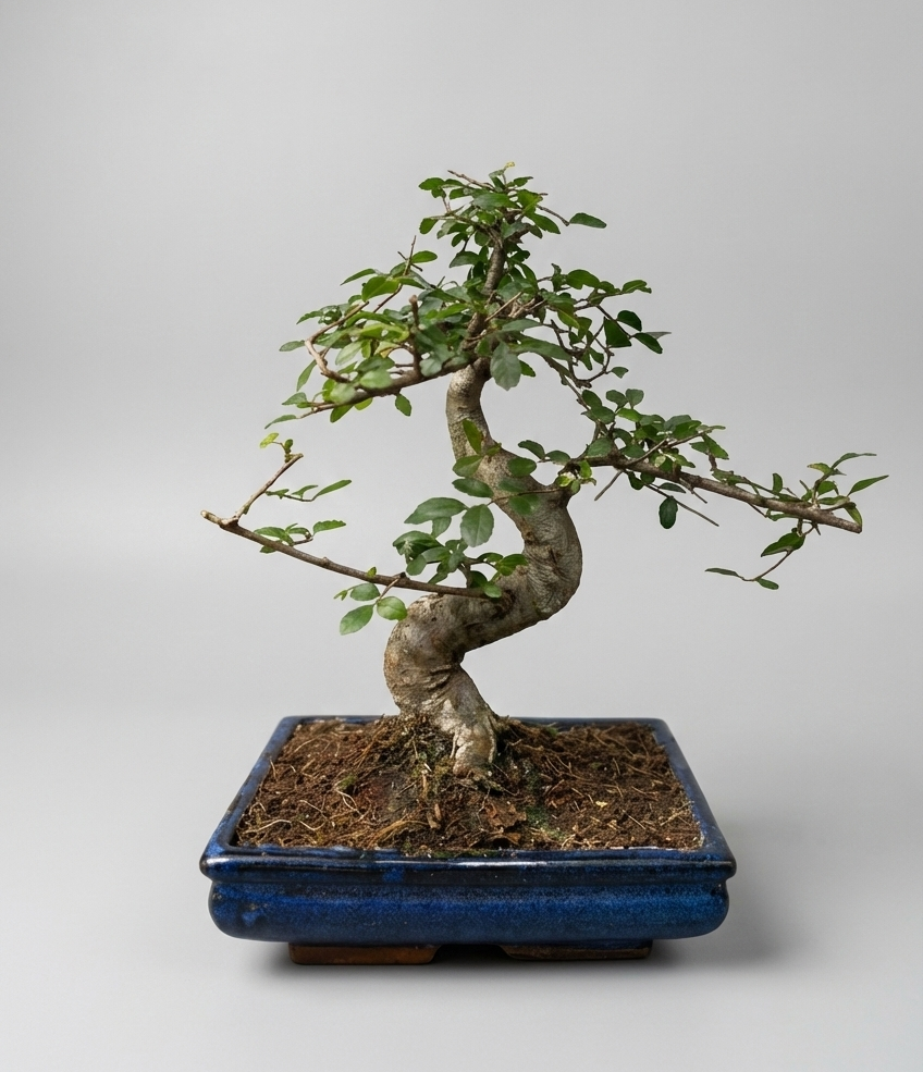 Bonsai Zelkova Salcie cu frunze mici