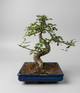 Bonsai in a Pot