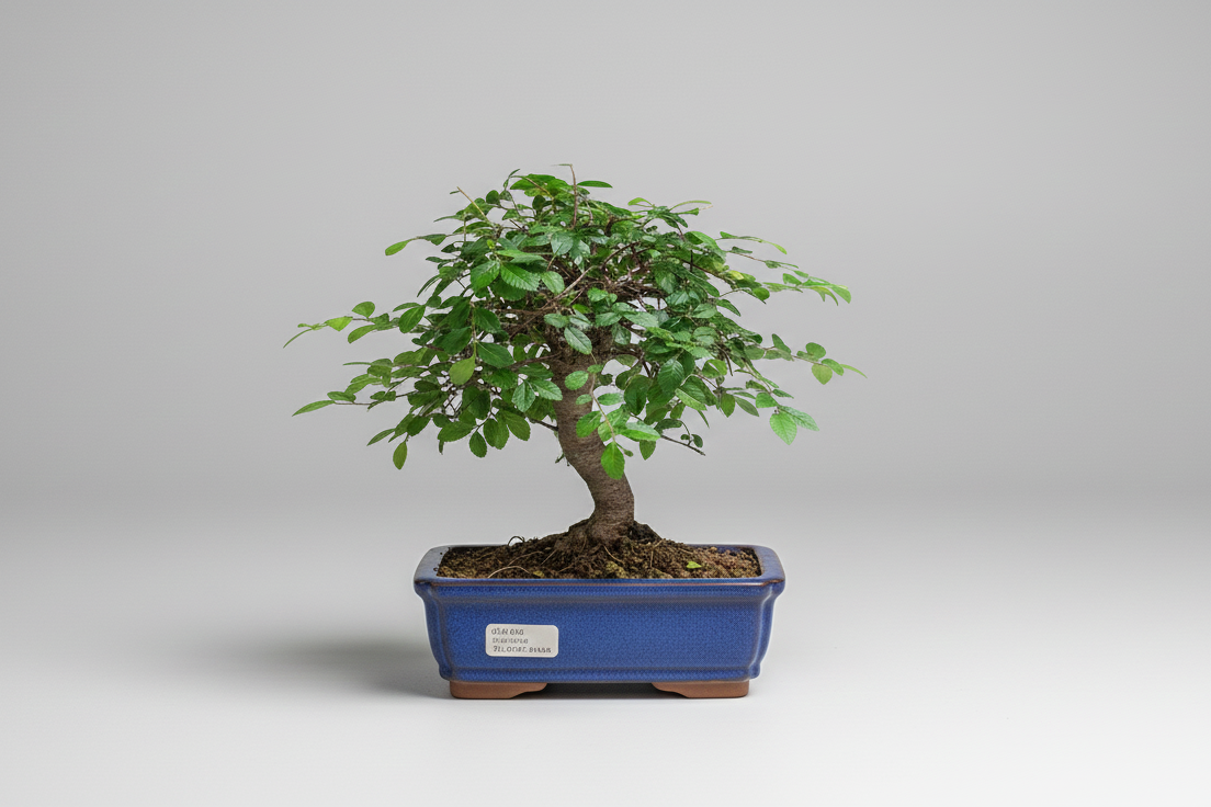 Bonsai în Ghiveci Gata de Formare