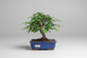 Bonsai Zelkova în ghiveci