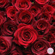Bouquet of 101 Red Roses Bucharest