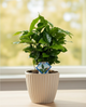 Coffea Arabica in a Pot