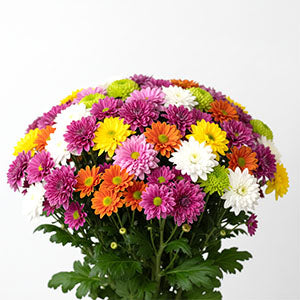 Buchete Crizanteme