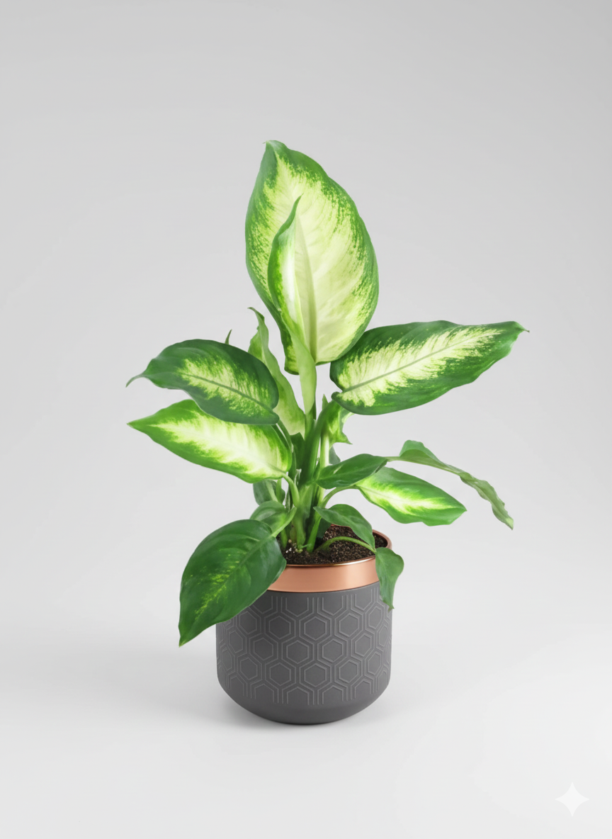 Dieffenbachia în ghiveci bucuresti