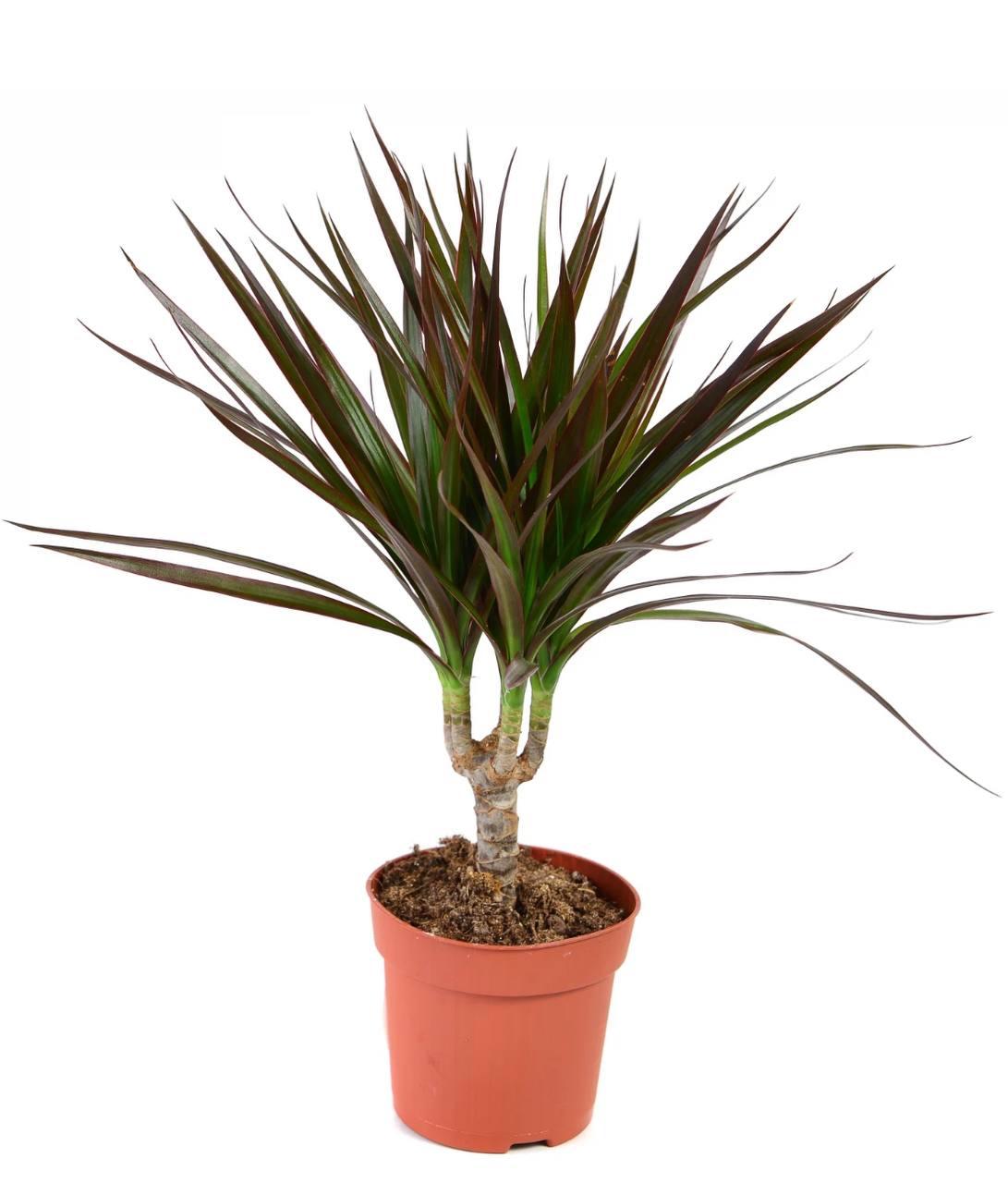 Dracaena Marginata - Planta de Interior - TheBloomRoom