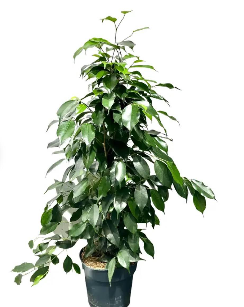 Ficus Benjamina - Plantă de Interior Elegantă | TheBloomRoom

