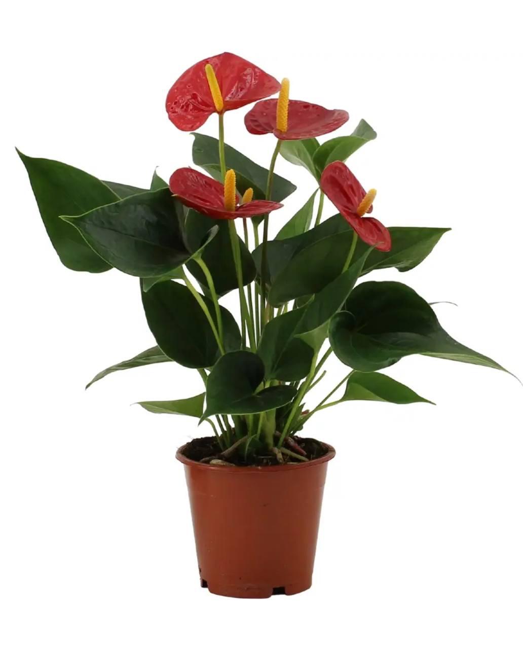 Anthurium Roșu  Plantă de Interior TheBloomRoom Bucuresti