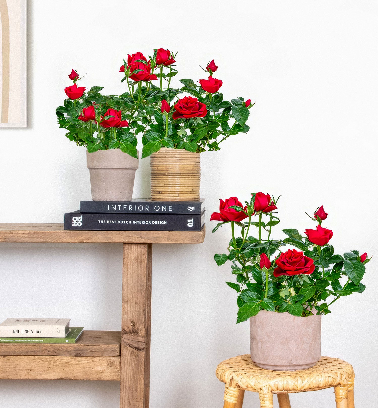 Trandafi in ghiveci The Bloom Room Bucuresti