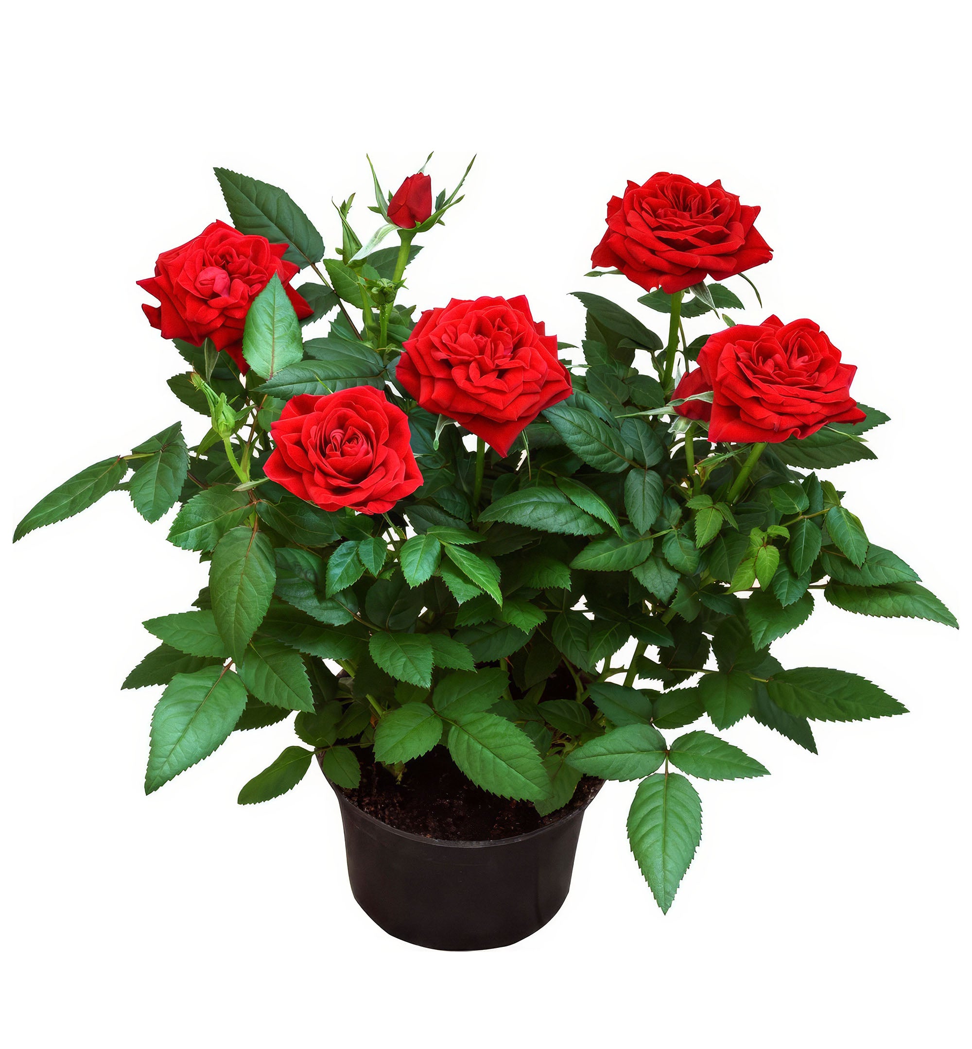 Trandafir de camera in ghiveci trandafir in ghiveci 40 lei