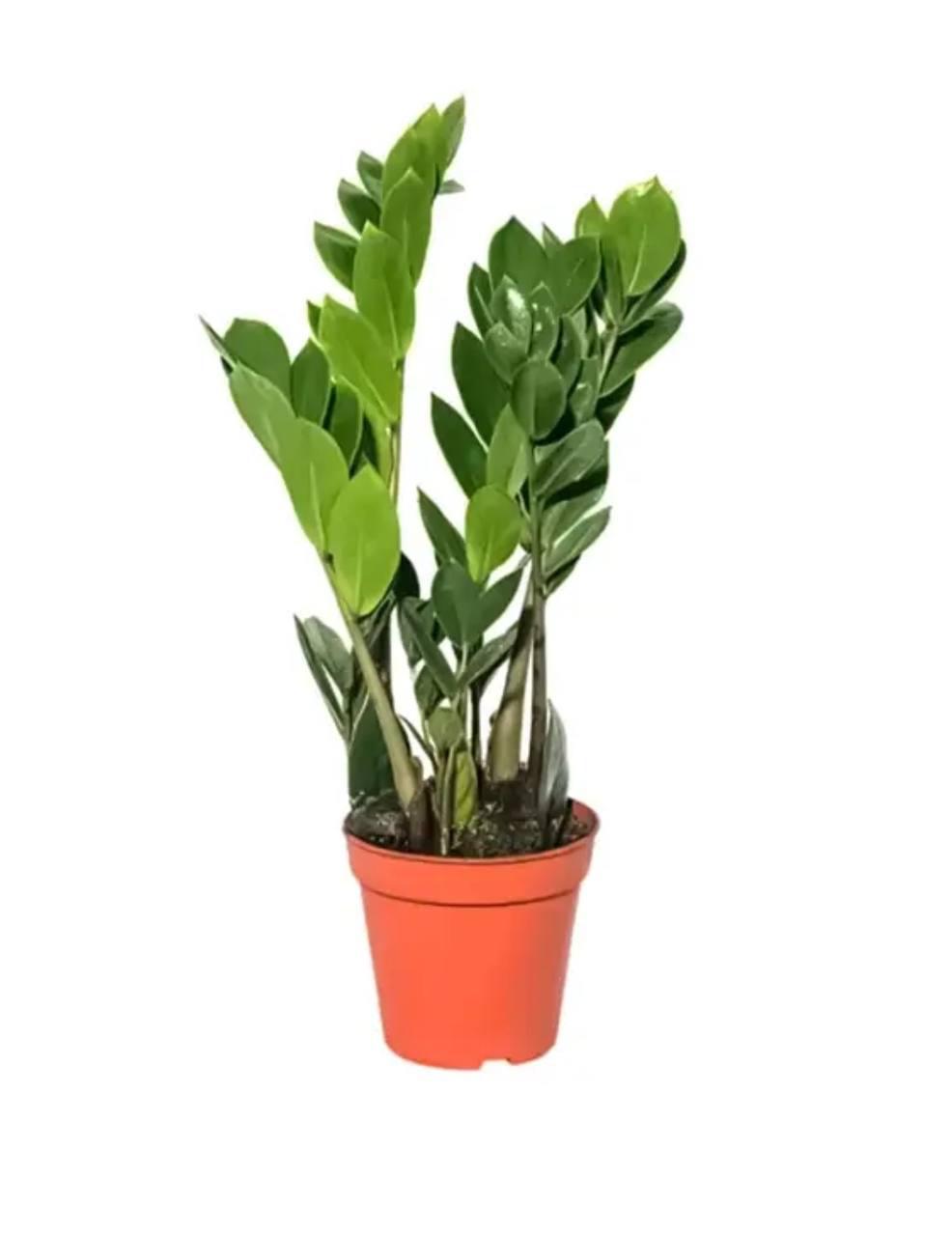 Zamioculcas Bucuresti 